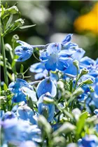 Delphinium grandiflorum - Großblütiger Zwerg-Rittersporn Delphinium grandiflorum - Großblütiger Zwerg-Rittersporn