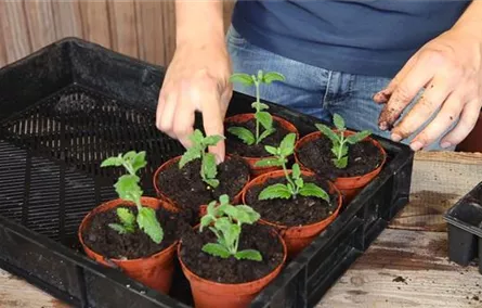 Eisenkraut - Pikieren Eisenkraut - Pikieren