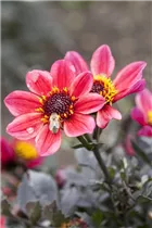 Dahlia 'Chic en Rouge' - Einfach blühende Dahlie 'Chic en Rouge'