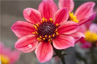 Dahlia 'Chic en Rouge' - Einfach blühende Dahlie 'Chic en Rouge'