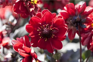 Dahlia 'Chic en Rouge' - Einfach blühende Dahlie 'Chic en Rouge'