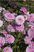 Dahlia 'Christine' - Dahlie 'Christine'