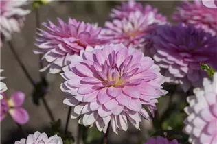 Dahlia 'Christine' - Dahlie 'Christine'