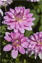 Dahlia 'Christine' - Dahlie 'Christine'