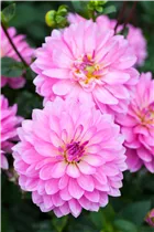 Dahlia 'Christine' - Dahlie 'Christine'