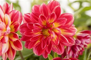 Dahlia 'Dahlietta'™ - Dahlia 'Dahlietta'™ Dahlia 'Dahlietta'™ - Dahlia 'Dahlietta'™