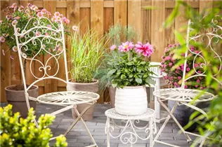 Dahlia 'Dahlietta'™ - Dahlia 'Dahlietta'™ Dahlia 'Dahlietta'™ - Dahlia 'Dahlietta'™