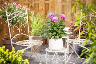 Dahlia 'Dahlietta'™ - Dahlia 'Dahlietta'™ Dahlia 'Dahlietta'™ - Dahlia 'Dahlietta'™