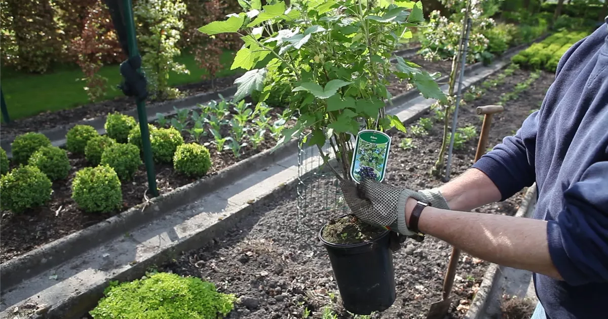  - Schwarze Johannisbeeren - Einpflanzen im Garten
