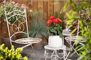 Dahlia 'Dahlietta'™ - Dahlia 'Dahlietta'™ Dahlia 'Dahlietta'™ - Dahlia 'Dahlietta'™