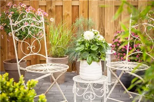 Dahlia 'Dahlietta'™ - Dahlia 'Dahlietta'™ Dahlia 'Dahlietta'™ - Dahlia 'Dahlietta'™