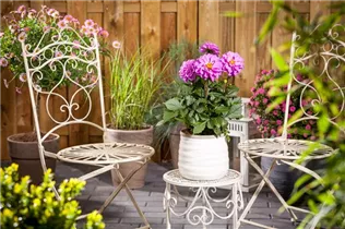 Dahlia 'Dahlietta'™ - Dahlia 'Dahlietta'™ Dahlia 'Dahlietta'™ - Dahlia 'Dahlietta'™