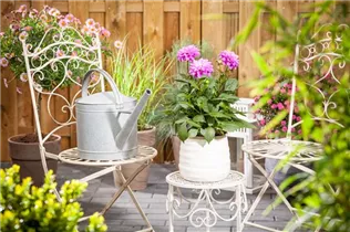 Dahlia 'Dahlietta'™ - Dahlia 'Dahlietta'™ Dahlia 'Dahlietta'™ - Dahlia 'Dahlietta'™