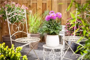 Dahlia 'Dahlietta'™ - Dahlia 'Dahlietta'™ Dahlia 'Dahlietta'™ - Dahlia 'Dahlietta'™