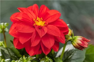 Dahlia 'Dahlietta'™ - Dahlia 'Dahlietta'™ Dahlia 'Dahlietta'™ - Dahlia 'Dahlietta'™
