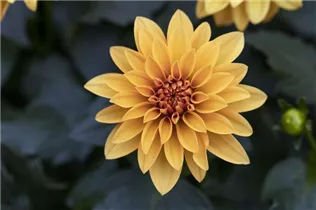 Dahlia 'Dahlinova Hypnotica'® - Dahlie ’Dahlinova Hypnotica'®