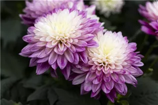 Dahlia 'Dahlinova Hypnotica'® - Dahlie ’Dahlinova Hypnotica'®