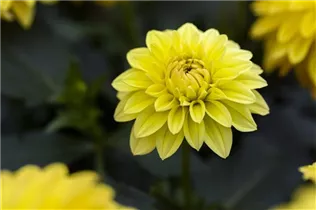 Dahlia 'Dahlinova Hypnotica'® - Dahlie ’Dahlinova Hypnotica'®