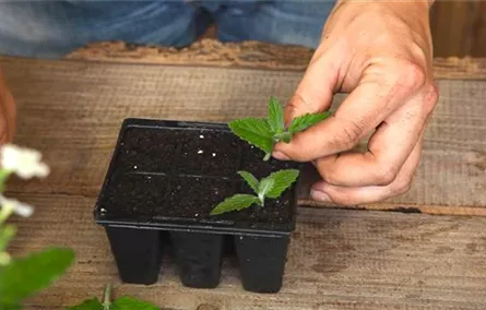 Eisenkraut - Vermehren durch Stecklinge Eisenkraut - Vermehren durch Stecklinge