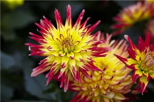 Dahlia 'Dahlinova Hypnotica'® - Dahlie ’Dahlinova Hypnotica'®