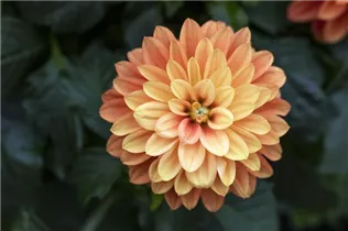 Dahlia 'Dahlinova Hypnotica'® - Dahlie ’Dahlinova Hypnotica'®