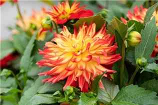 Dahlia 'Dahlinova Hypnotica'® - Dahlie ’Dahlinova Hypnotica'®