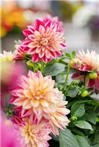 Dahlia 'Dahlinova Hypnotica'® - Dahlie ’Dahlinova Hypnotica'®