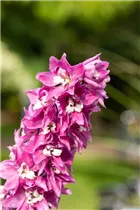 Delphinium 'Magic Fountains' - Rittersporn
