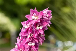 Delphinium 'Magic Fountains' - Rittersporn