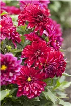 Dahlia 'Dahlinova'® - Dahlie 'Dahlinova'®