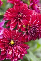 Dahlia 'Dahlinova'® - Dahlie 'Dahlinova'®