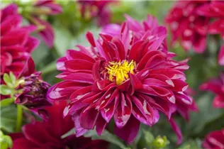 Dahlia 'Dahlinova'® - Dahlie 'Dahlinova'®