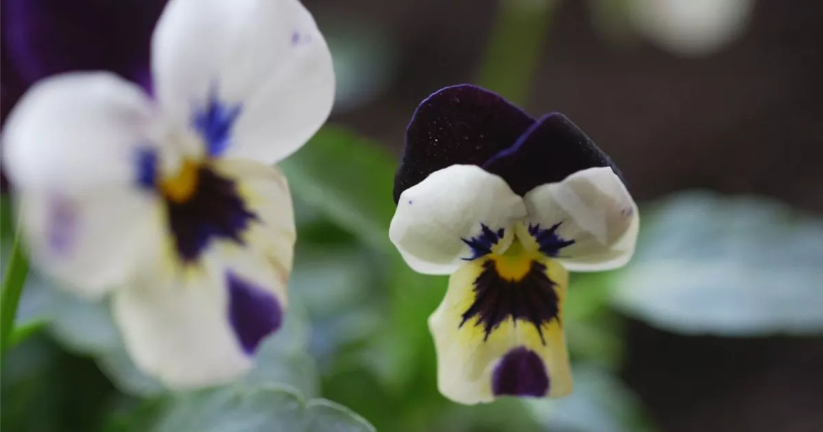  - Hornveilchen - Einpflanzen im Garten