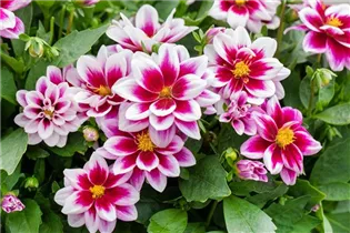 Dahlia 'Dahlinova'® - Dahlie 'Dahlinova'®