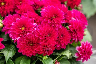 Dahlia 'Dahlinova'® - Dahlie 'Dahlinova'®