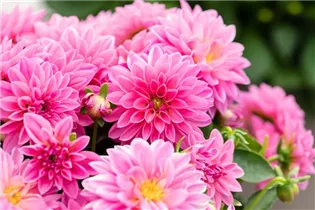 Dahlia 'Dahlinova'® - Dahlie 'Dahlinova'®