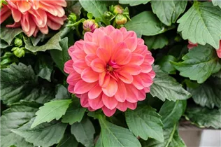Dahlia 'Dahlinova'® - Dahlie 'Dahlinova'®