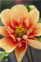 Dahlia 'Esther' - Dahlie 'Esther'