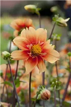 Dahlia 'Esther' - Dahlie 'Esther'
