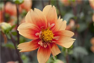 Dahlia 'Esther' - Dahlie 'Esther'