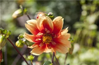 Dahlia 'Esther' - Dahlie 'Esther'