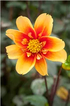 Dahlia 'Esther' - Dahlie 'Esther'