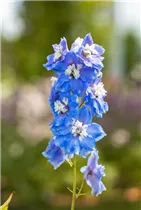 Delphinium 'Magic Fountains Sky Blue White Bee' - Rittersporn 'Magic Fountains Sky Blue White Bee'