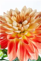 Dahlia 'Gallery' - Dahlie 'Gallery'