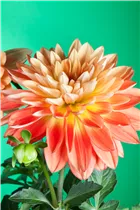 Dahlia 'Gallery' - Dahlie 'Gallery'