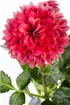 Dahlia 'Gallery' - Dahlie 'Gallery'