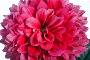 Dahlia 'Gallery' - Dahlie 'Gallery'