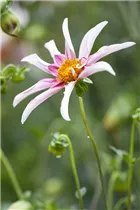 Dahlia 'Honka Surprise' - Einfach blühende Dahlie 'Honka Surprise'