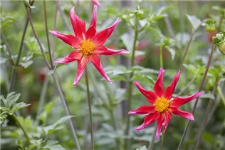 Dahlia 'Honka Surprise' - Einfach blühende Dahlie 'Honka Surprise'