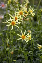 Dahlia 'Honka Surprise' - Einfach blühende Dahlie 'Honka Surprise'